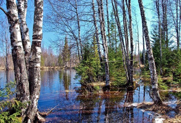 Река берёза Тверская область