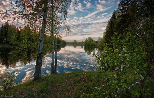 Русь белоствольная