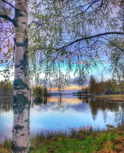 Природа с березами и речкой