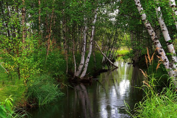 Река Березовая Родник