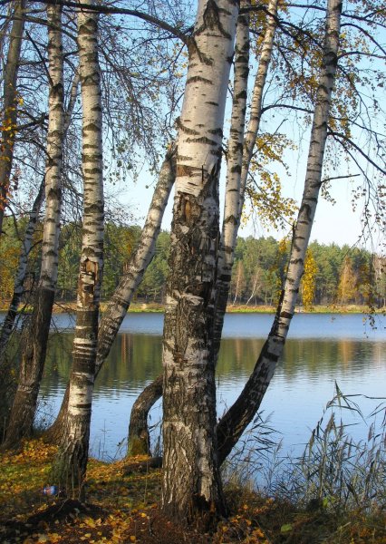 Пейзаж берёзы и цветы