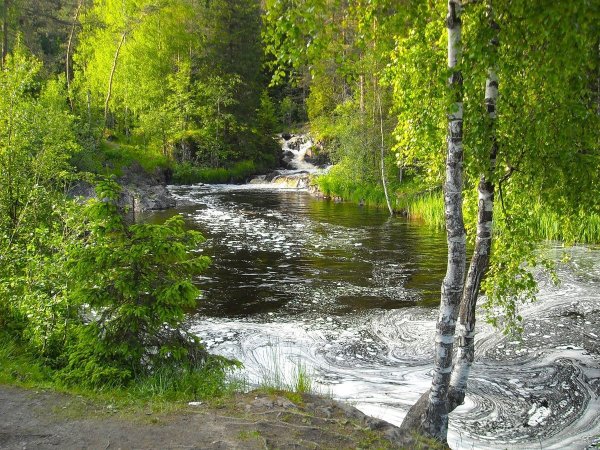 Пушгоры береза