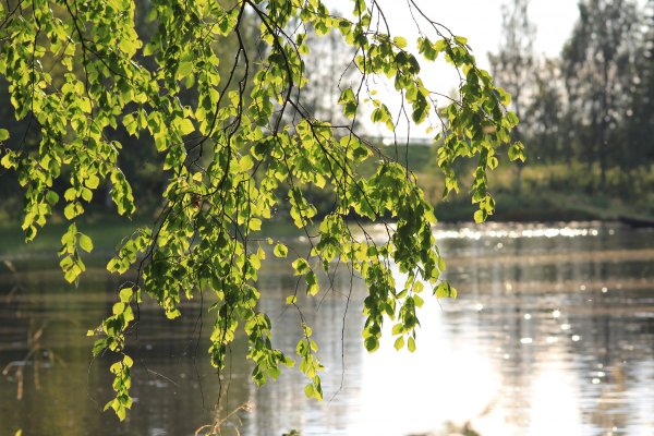 Березовая роща опушка