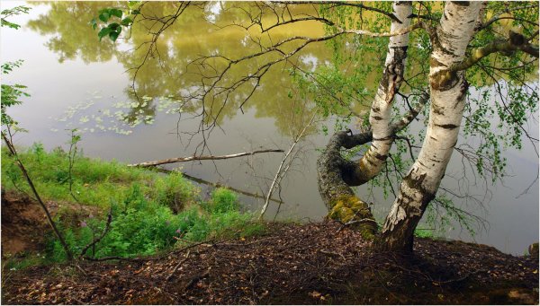 Березы солнце