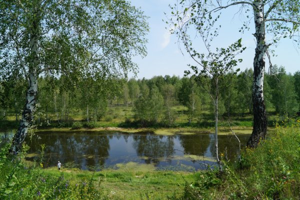 Березовая роща Селигер