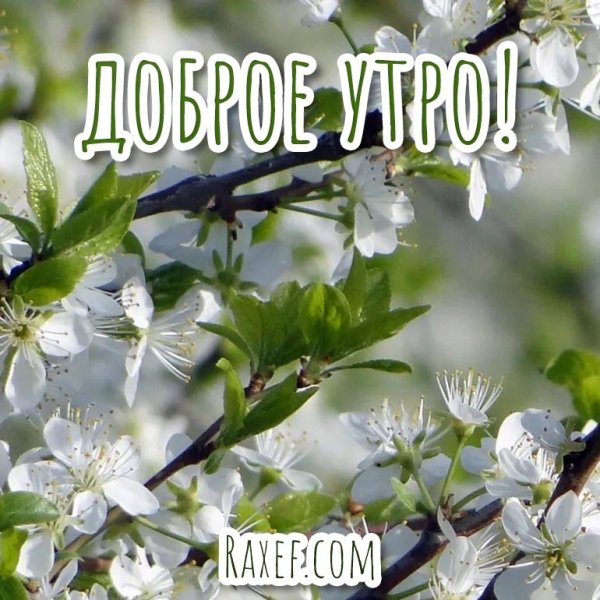Доброе Весеннее утро