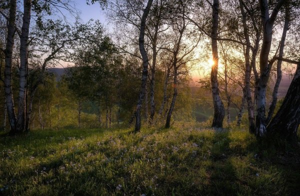 Весеннее утро в лесу