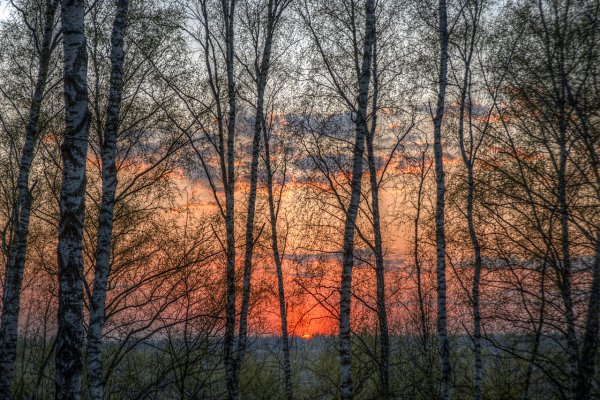 Рассвет в лесу весной