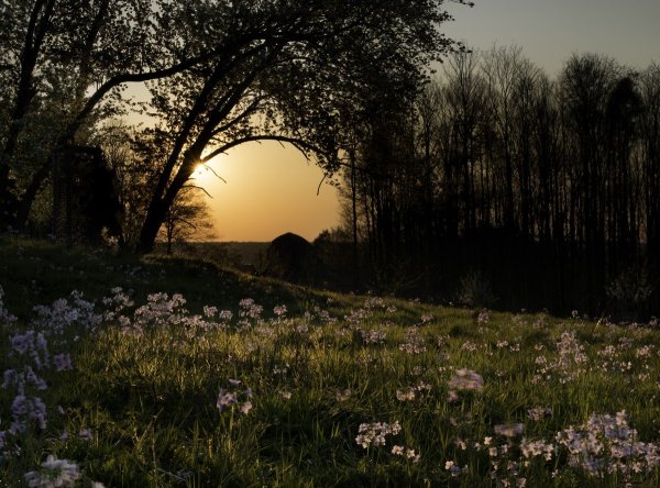 Весенний вечер в лесу