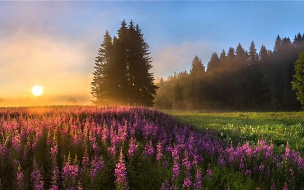 Малиновое поле Есенин