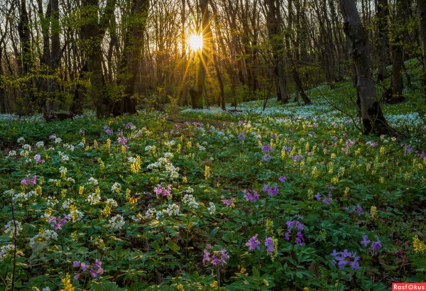 Лесные цветы
