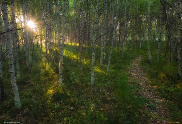 Прокопьевск Березовая роща