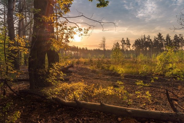 Апрельское утро в лесу