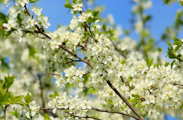 Поздняя Весна природа