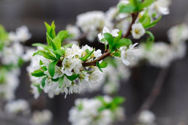 Поздняя Весна природа