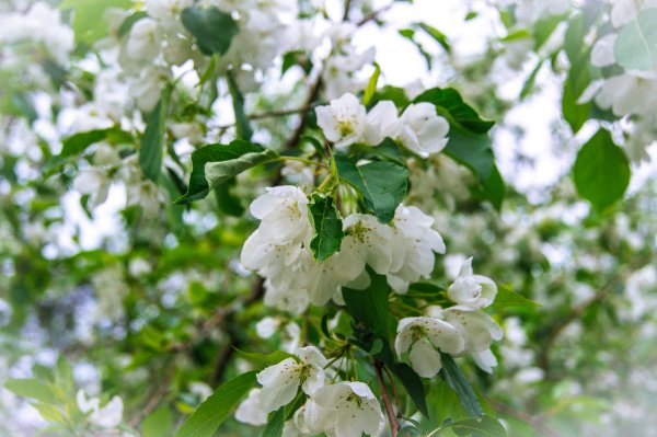 Обои на рабочий стол поздняя Весна