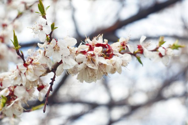 Поздняя Весна Эстетика