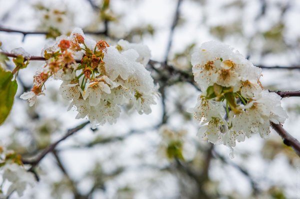 Ветка вишни в снегу