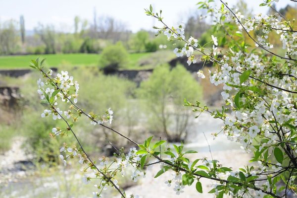 Очень поздняя Весна