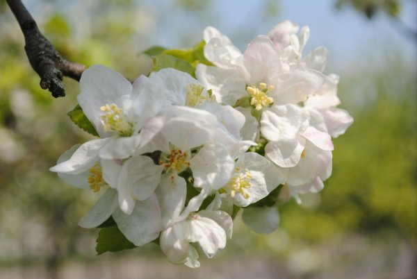 Поздняя Весна фото