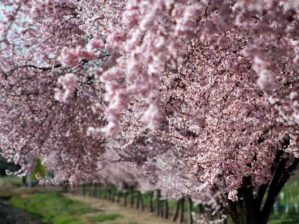 Сакура дерево