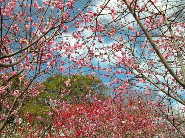 Поздняя Весна природа