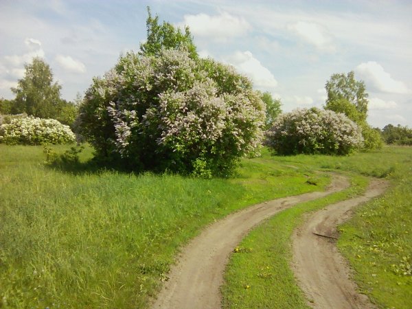 Конец мая природа