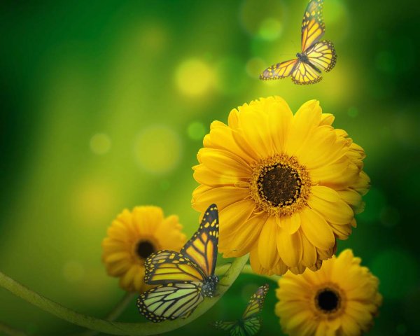 Доброе утро субботы