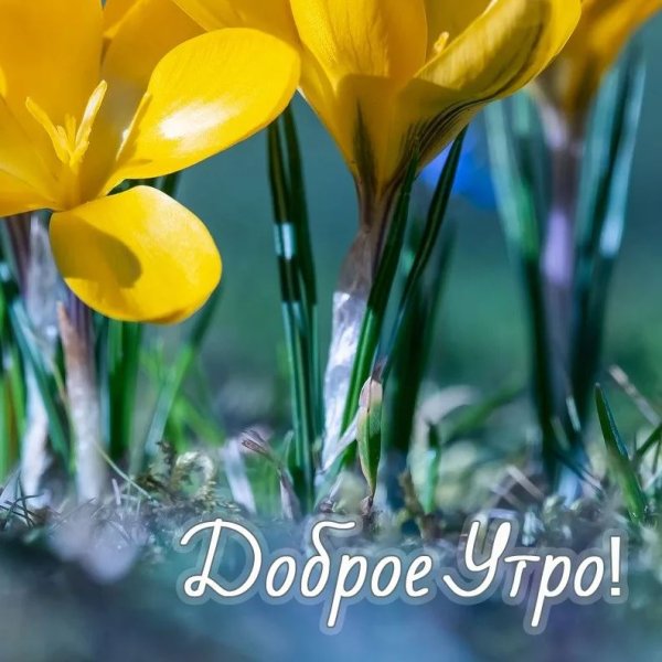 Доброе утро Весна