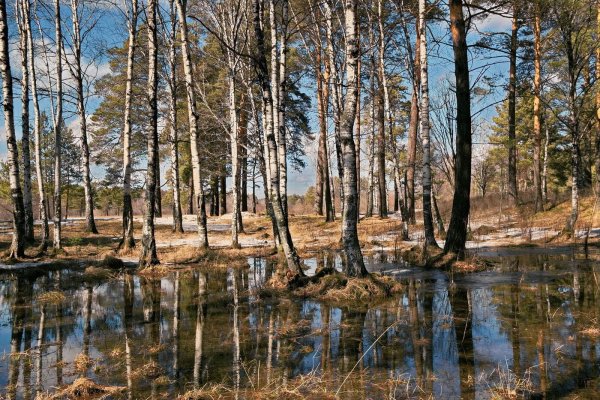 Лес ранней весной