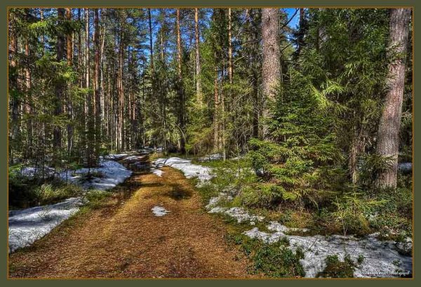 Весенний лес