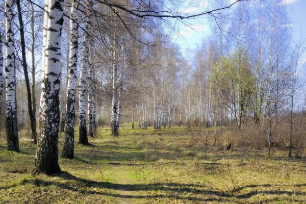 Березовая роща Кисловодск