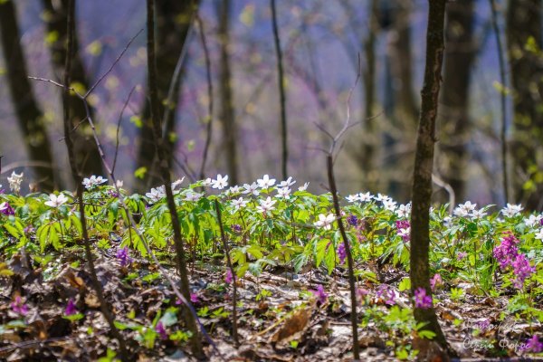 Первые весенние Лесные цветы
