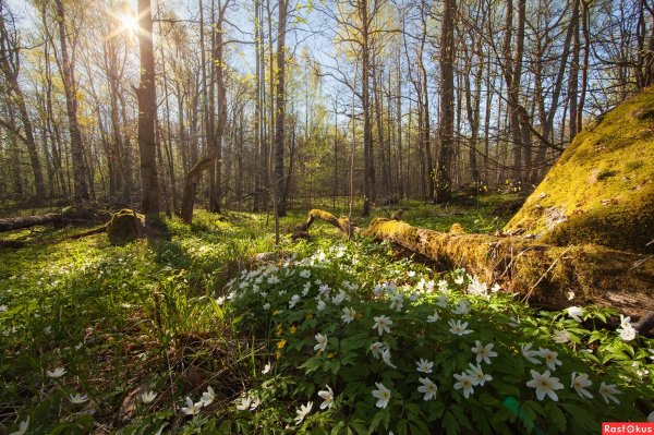 Природа лес Весна