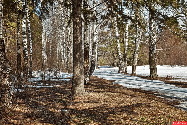 Весенний лес