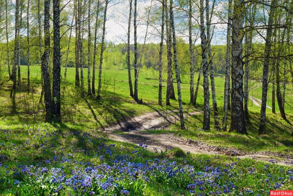 Лес весной