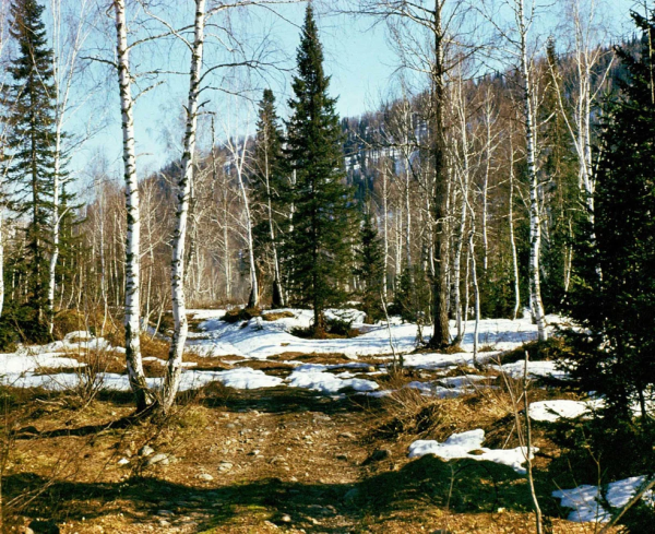 Красивые фото весеннего леса