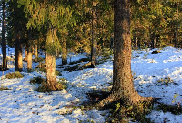 Весенний лес Пробуждение природы