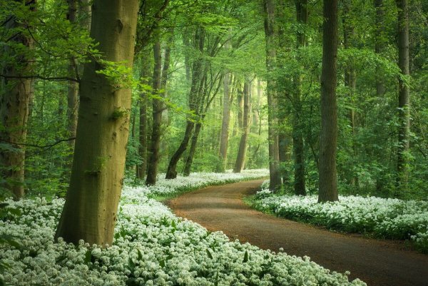 Весна в лесу