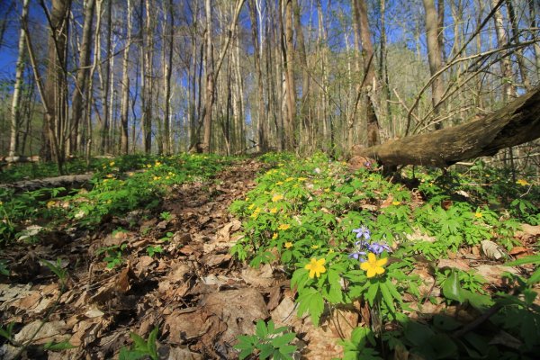 Весна в лесу