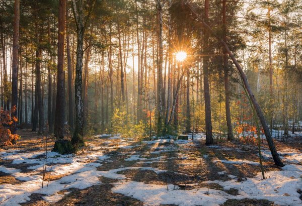 Ранний весенний лес