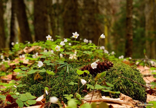 Весна деревня апрель проталины