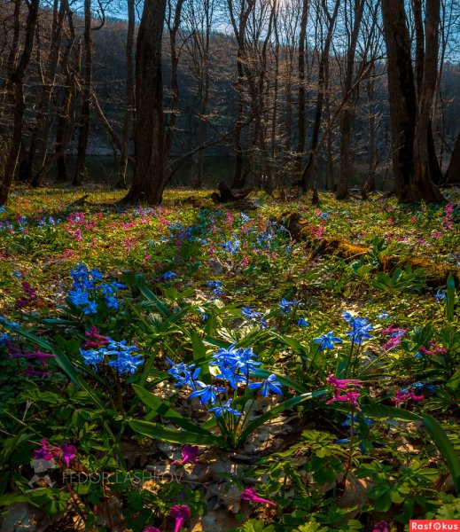 «Весна в лесу» Юрия Мелькова