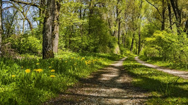 Весна в лесу