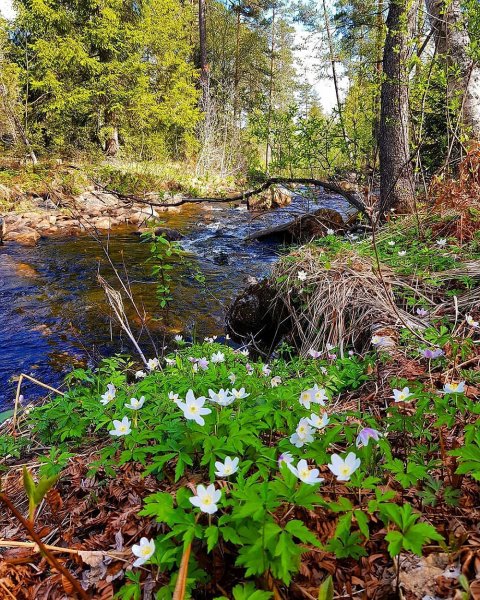 Весна в лесу