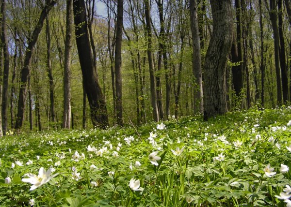 Кандыки подснежники Полянки