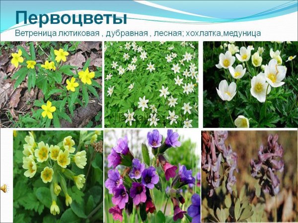 Первоцветы ветреница Медуница