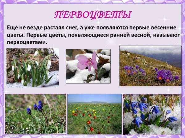 Первоцветы названия