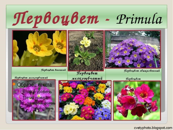 Названия весенних цветников