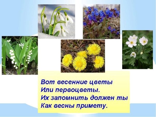 Весенние первоцветы для детей